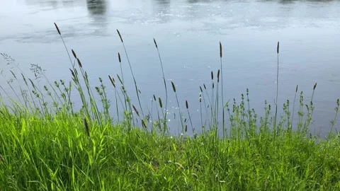 Green spike-like grass develops in the wind against the river in sunny weather. Video stock 242491298