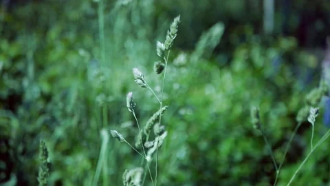 Green spikelet of meadow grass in the wind against a background of green grass. Stock Footage 113788160