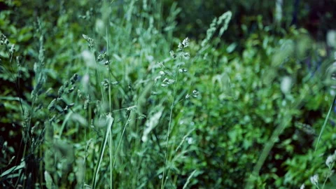 Green spikelet of meadow grass in the wind against a background of green grass. Stock Footage 113788293
