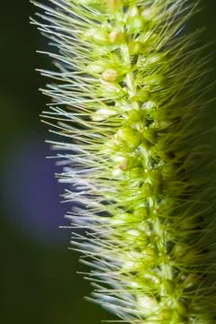 Green spikelet Stock Photos
