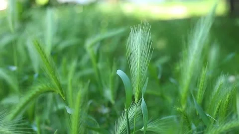 Green spikelets in the field fluttering in the wind Stock Footage 157216291