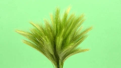 Green spikelets of field grass on green background. Rotation 360. Stock Footage 156565130