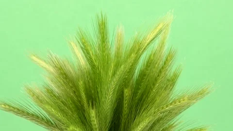 Green spikelets of field grass on green background. Rotation 360. Stock Footage 156565986