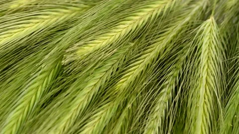 Green spikelets of field grass. Macro video. Selective focus. Stock Footage 156573584