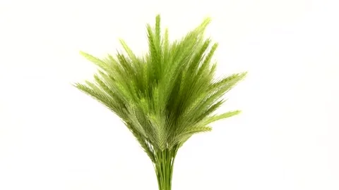 Green spikelets of field grass on white background. Rotation 360. Stock Footage 156564921