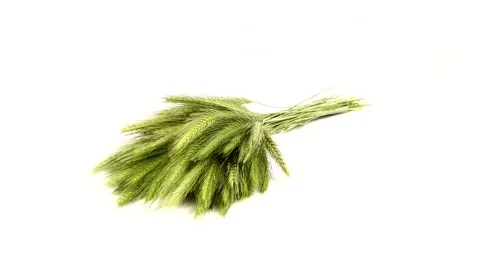 Green spikelets of field grass on white background. Rotation 360. Stock Footage 156573504