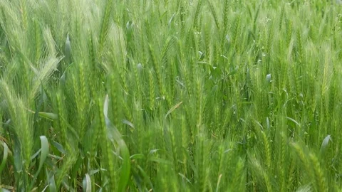 Green spikelets on the field sway in the wind. Video stock 182501234