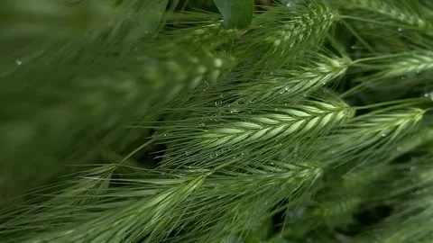 GREEN SPIKELETS 스톡 동영상 231409397