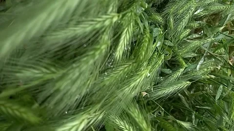 GREEN SPIKELETS 스톡 동영상 231409429