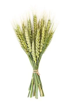 Green spikelets Stock Photos