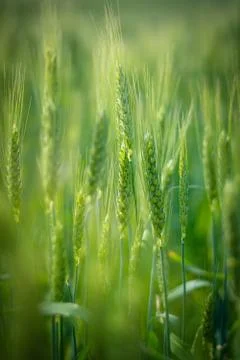 Green spikelets Stock Photos