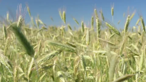 Green spikelets of rye sway from the wind with a blurred background Stock Footage 199205562