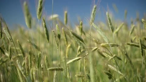 Green spikelets of rye sway from the wind with a blurred background Stock Footage 199205632