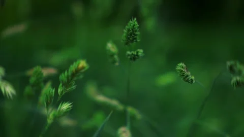 Green spikelets waving by wind. Green agricultural plants background. Fresh Stock Footage 311281379