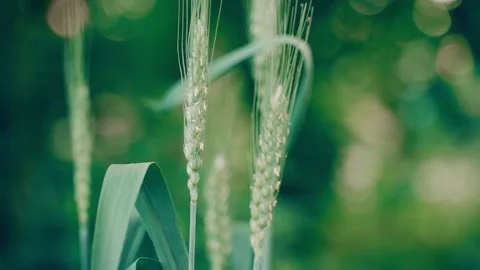 Green spikelets of wheat close-up on a blurred background. Smooth camera Stock Footage 218163099
