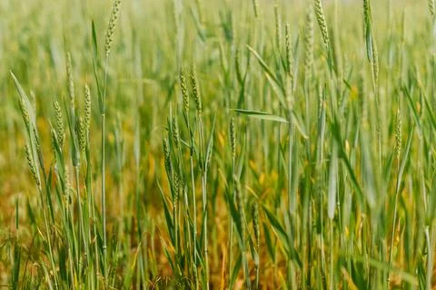 Green spikelets of wheat in field Stock-Fotos