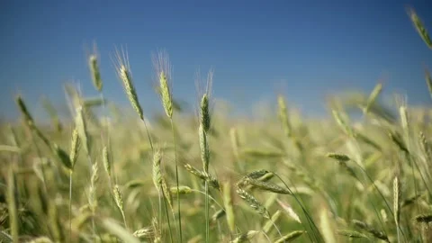 Green spikelets of wheat scatter with a blurred background Stock Footage 199205676