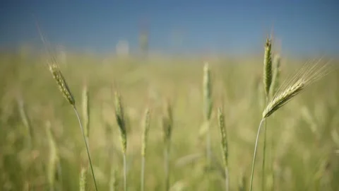 Green spikelets of wheat scatter with a blurred background Stock Footage 199205746