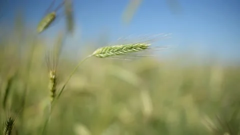 Green spikelets of wheat scatter with a blurred background Stock Footage 199813142
