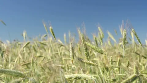 Green spikelets of wheat scatter with a blurred background Stock Footage 199813464