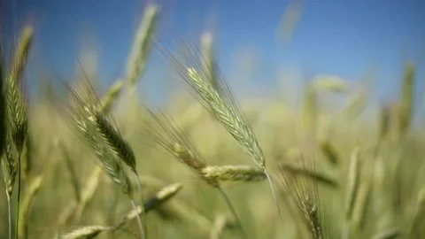 Green spikelets of wheat scatter with a blurred background Видео 199813495