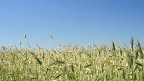 Green spikelets of wheat scatter with a blurred background 動画素材 200858456