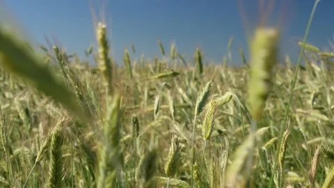 Green spikelets of wheat scatter with a blurred background Stock Footage 200858464