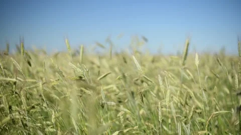 Green spikelets of wheat scatter with a blurred background Stock Footage 201044214