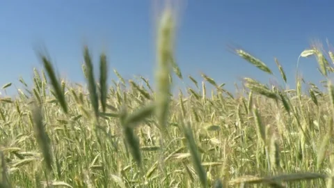 Green spikelets of wheat scatter with a blurred background Stock Footage 201044226