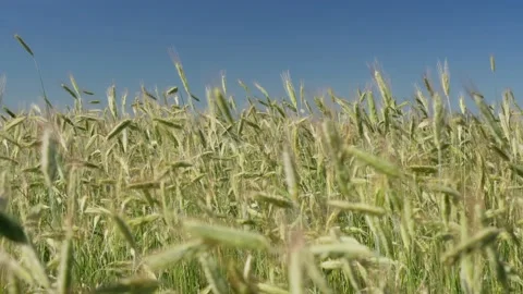 Green spikelets of wheat scatter with a blurred background Видео 201348949