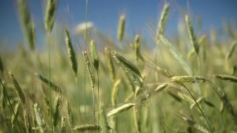 Green spikelets of wheat scatter with a blurred background Stock Footage 201390694