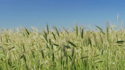 Green spikelets of wheat scatter with a blurred background Video stock 201507403