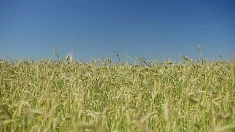 Green spikelets of wheat scatter with a blurred background Stock Footage 201684762