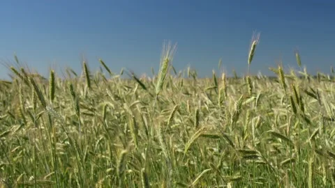 Green spikelets of wheat scatter with a blurred background 動画素材 201935183