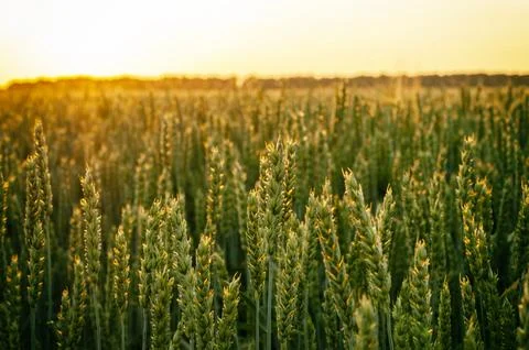 Green spikelets of wheat in the setting sun, ripening of the crop Stock Photos