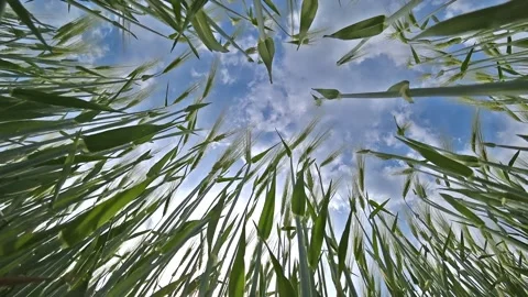 Green spikelets of wheat sway in the wind on an agricultural field Stock Footage 130405896
