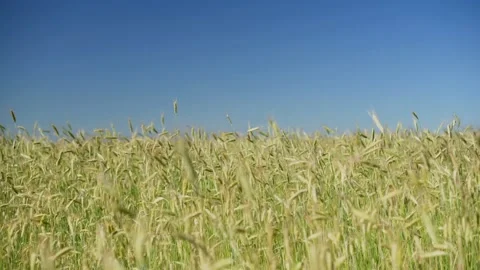 Green spikelets of wheat sway from the wind. blurred background Stock Footage 199205596