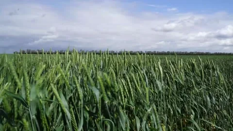Green spikelets of wheat swaying in the wind Stock Footage 132128392