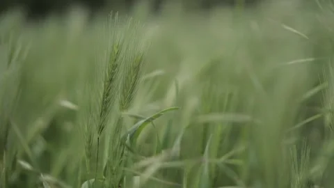 Green spikelets of wheat. Wheat spikelets swaying in the wind. Wheat spikelet Stock Footage 154596775