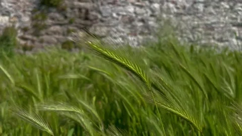Green spikelets on the wind near the castle wall Stock Footage 240346364