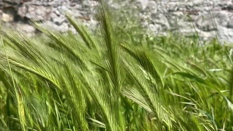 Green spikelets on the wind near the stone wall Stock Footage 240346572