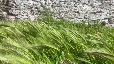 Green spikelets on the wind near the wall - stock video - Stock video Stock Footage 240380695
