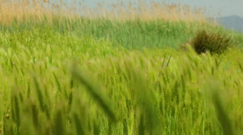 Green spikes 库存影片 701833