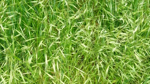 Green Spikes Grass, Close Up, Handheld Stock Footage 89684902