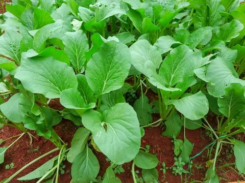 Green spinach on a field Stock Photos