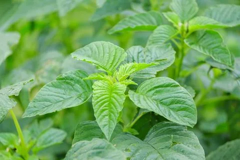 Green spinach leaves Stock Photos