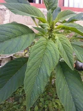 Green spinach Stock Photos