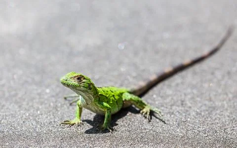 Green spiny lizard basking Stock Photos