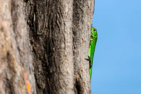 Green spiny lizard holds onto a tree Stock Photos