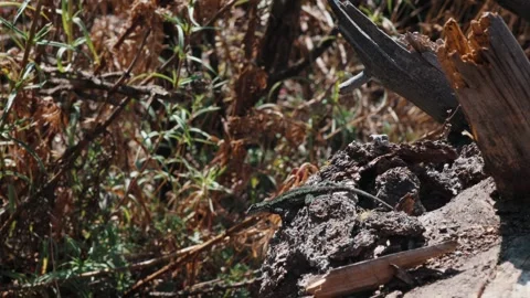Green spiny lizard Sceloporus grammicus scurrying away in the Nevado de Colima Stockbeeldmateriaal 345510165